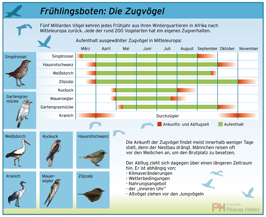 Zugv gel Infografik Pilavas Und Heller