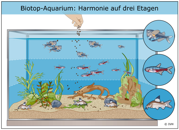 Biotop-Aquarium