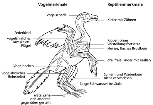 Archaeopteryx